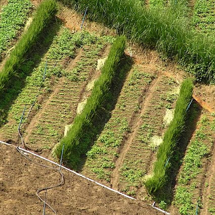 Vetiver agricoltura