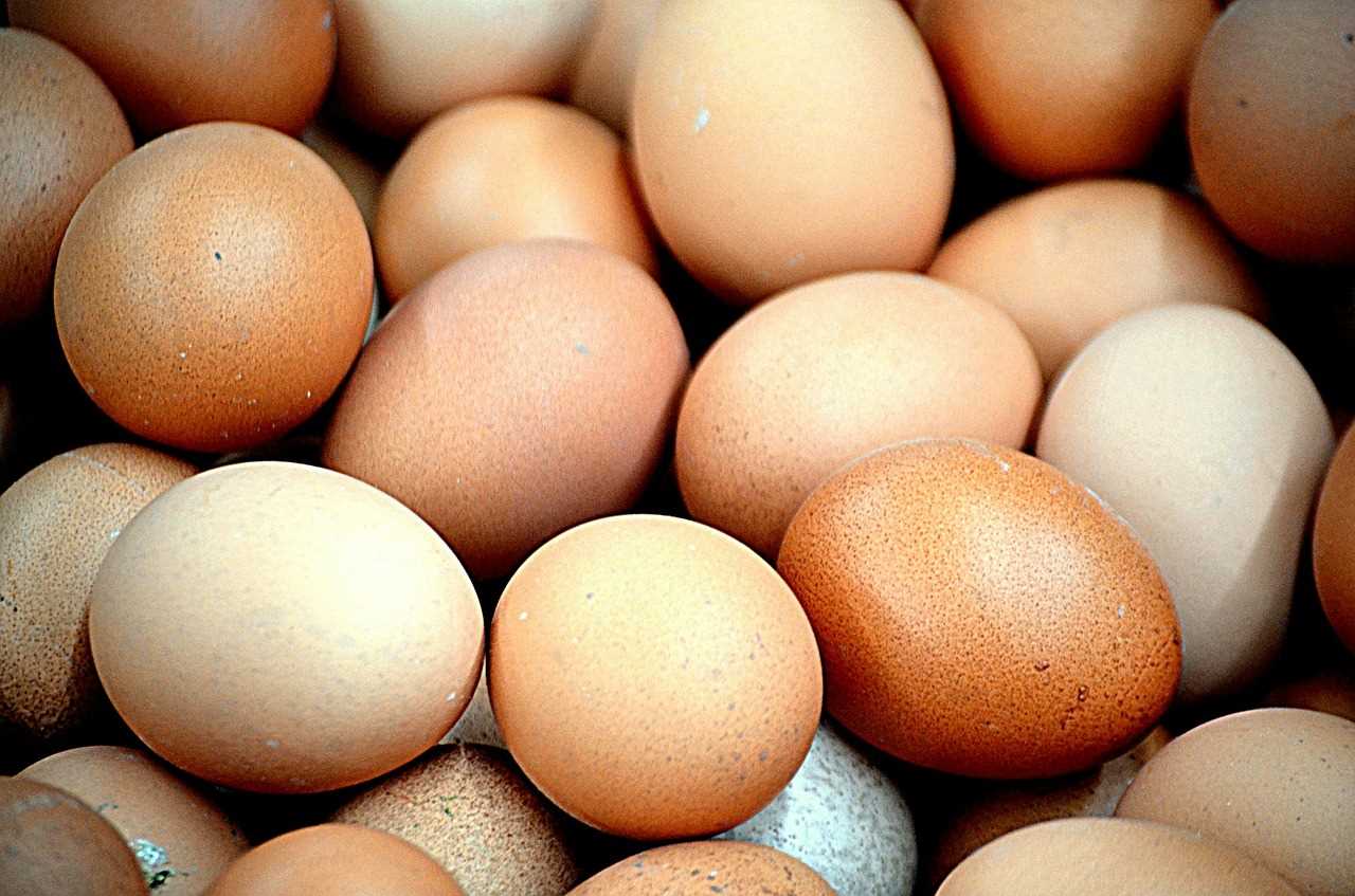 uova contaminate fipronil